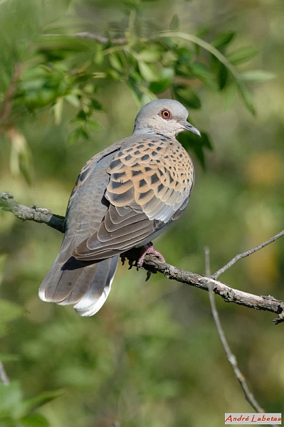 Tourterelle des bois à Canohès.jpg